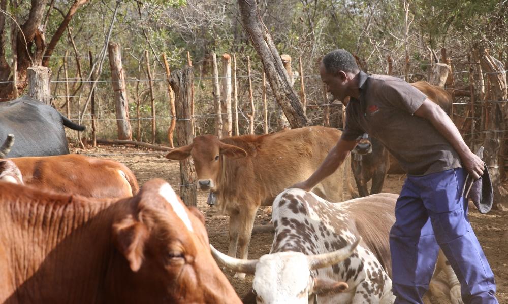 European Union invests in climatesmart innovations in livestock